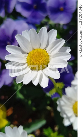 白色瑪格麗特花 127204340