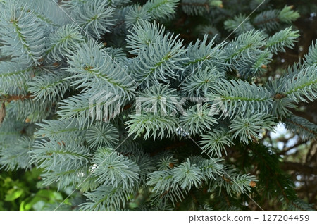 科羅拉多雲杉（松科，雲杉屬）常綠針葉樹 127204459