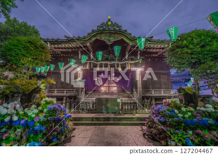 Hakusan Shrine Bunkyo Hydrangea Festival Hakusan Shrine Bunkyo Hydrangea Festival 127204467