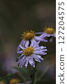 Nookagiku之花 127204575