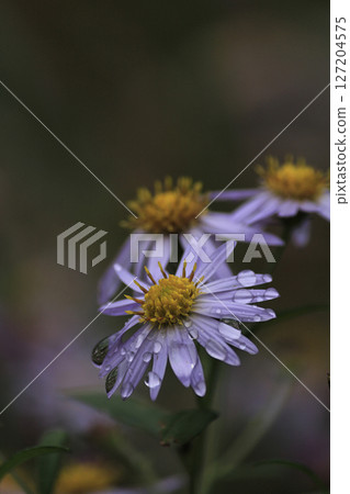 Flower of Nookagiku Flower of Nookagiku 127204575