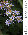 Nookagiku之花 127204576
