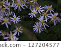 Nookagiku之花 127204577