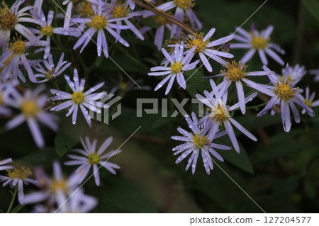 Flower of Nookagiku 127204577