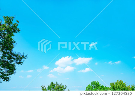 Blue sky, clouds and grove 127204580