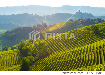 Vineyards in Piedmont, Italy, grow grapes for world-renowned wines 127204585