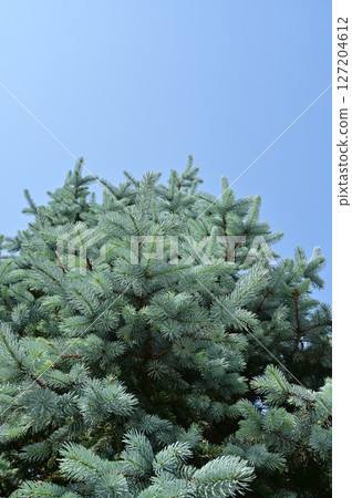 科羅拉多雲杉(松科、雲杉屬)常綠針葉樹和藍天 科羅拉多雲杉(松科、雲杉屬)常綠針葉樹和藍天 127204612