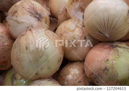 收穫的新洋蔥 127204613