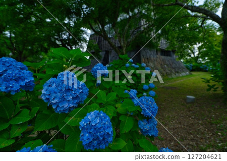 Miyakonojo City Hydrangea Park R7 Miyakonojo City Hydrangea Park R7 127204621