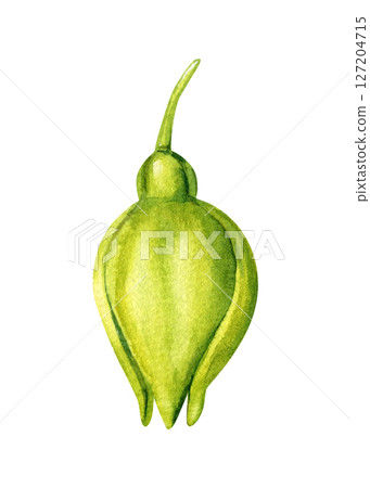 Ylang Ylang Green Bud Watercolor Illustration Tropical Botanical Element for Essential Oil Packaging Spa Skincare Organic Design Ylang Ylang Green Bud Watercolor Illustration Tropical Botanical Element for Essential Oil Packaging Spa Skincare Organic Design 127204715