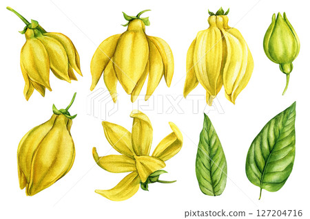 Ylang Ylang Watercolor Flowers Buds Botanical Yellow Petals Green Leaves Tropical Clipart Set Natural Spa and Aromatherapy Design 127204716