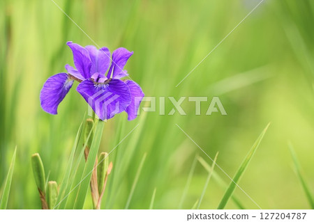 A landscape of irises blooming and shining in the early summer light 127204787
