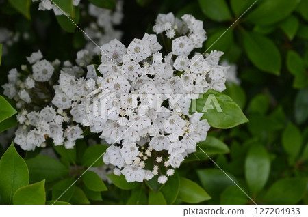 Kalmia (Ericaceae) also known as American rhododendron 127204933