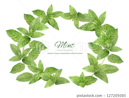 Circle frame made of refreshing mint leaves watercolor material 127205085