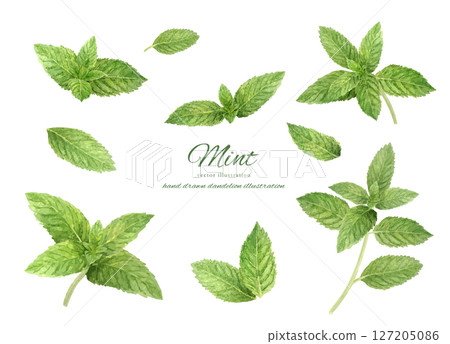 Fresh mint leaves watercolor set Fresh mint leaves watercolor set 127205086