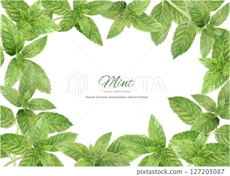 清爽的薄荷葉框架背景 127205087