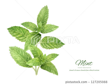 Fresh mint leaves drawn in watercolor 127205088