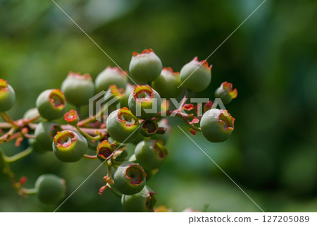 Well-ripened blueberries 01 127205089