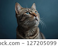 Cat looking up - AI generated image 127205099