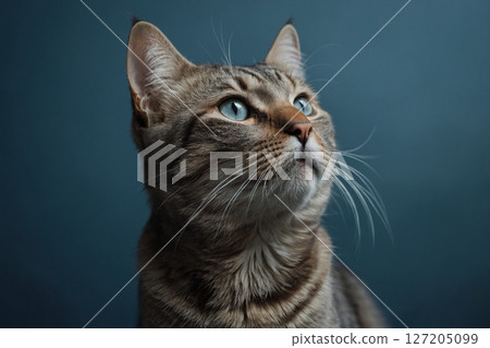 Cat looking up - AI generated image 127205099