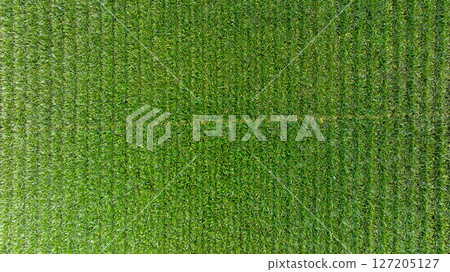 Aerial view pineapple plantation with red soil, Pineapple plantation green plant, Top view Pineapple plantation fields. Aerial view pineapple plantation with red soil, Pineapple plantation green plant, Top view Pineapple plantation fields. 127205127