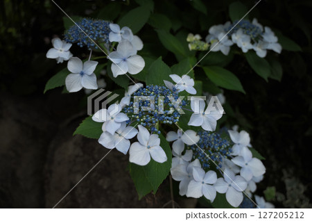 White hydrangea 127205212