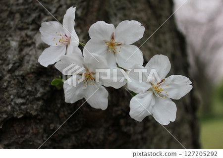 ⁺**✿+ Sakura, Sakura, Sakura, SAKURA +✿**⁺ ⁺**✿+ Sakura, Sakura, Sakura, SAKURA +✿**⁺ 127205292