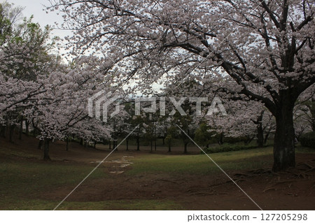 ⁺*＊✿+ Sakura, Sakura, Sakura, SAKURA +✿＊*⁺ 127205298