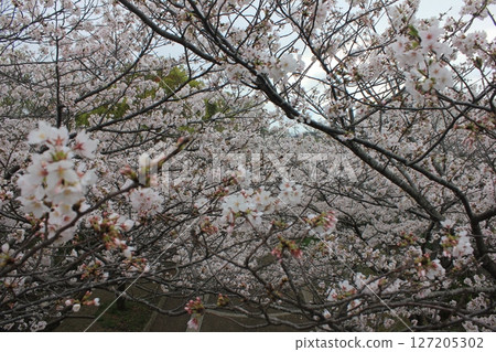 ⁺**✿+ Sakura, Sakura, Sakura, SAKURA +✿**⁺ ⁺**✿+ Sakura, Sakura, Sakura, SAKURA +✿**⁺ 127205302
