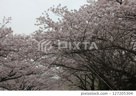 ⁺**✿+ Sakura, Sakura, Sakura, SAKURA +✿**⁺ ⁺**✿+ Sakura, Sakura, Sakura, SAKURA +✿**⁺ 127205304