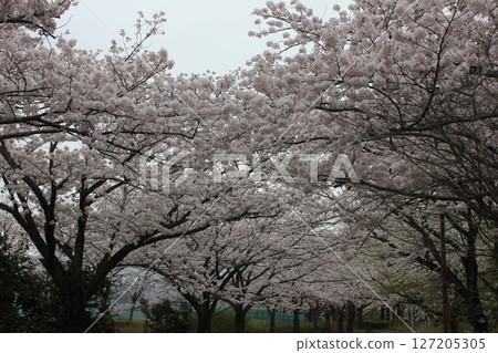 ⁺*＊✿+ Sakura, Sakura, Sakura, SAKURA +✿＊*⁺ 127205305