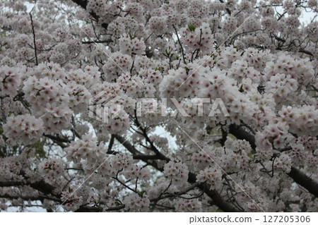 ⁺**✿+ Sakura, Sakura, Sakura, SAKURA +✿**⁺ ⁺**✿+ Sakura, Sakura, Sakura, SAKURA +✿**⁺ 127205306