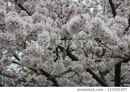 ⁺*＊✿+ Sakura, Sakura, Sakura, SAKURA +✿＊*⁺ 127205307