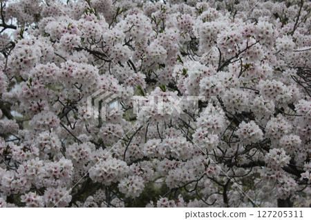 ⁺**✿+櫻花櫻花櫻花花+✿**⁺ ⁺**✿+櫻花櫻花櫻花花+✿**⁺ 127205311