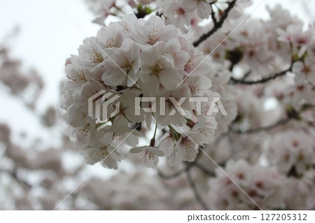 ⁺*＊✿+ Sakura, Sakura, Sakura, SAKURA +✿＊*⁺ 127205312