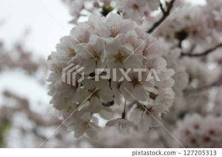 ⁺*＊✿+櫻花櫻花櫻花花+✿＊*⁺ 127205313