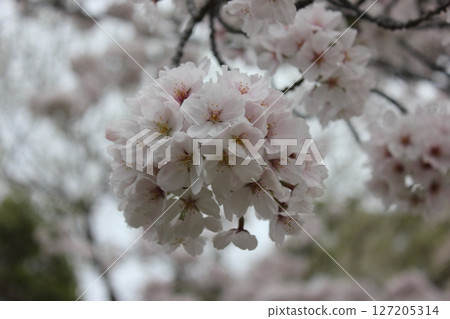 ⁺**✿+ Sakura, Sakura, Sakura, SAKURA +✿**⁺ ⁺**✿+ Sakura, Sakura, Sakura, SAKURA +✿**⁺ 127205314