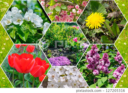 Photo of spring flowers. collage. 127205316