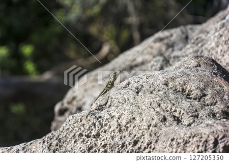 Small lizard crawling on a large rock Small lizard crawling on a large rock 127205350