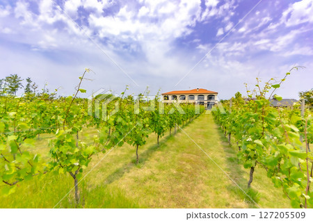 廣闊的葡萄園（Cave d'Occhi 酒莊） 127205509