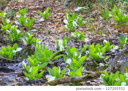 Early summer in Oze: Forests of fresh greenery and skunk cabbage in full bloom, from Hatomachi Pass to Yamanohana 127205552