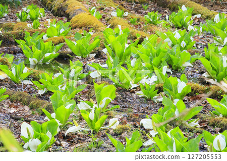 Early summer in Oze: Forests of fresh greenery and skunk cabbage in full bloom, from Hatomachi Pass to Yamanohana 127205553