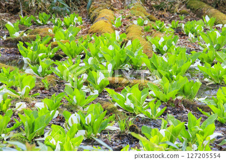 尾瀨初夏:從鳩町嶺到山花,新綠茂密的森林和盛開的臭菘 尾瀨初夏:從鳩町嶺到山花,新綠茂密的森林和盛開的臭菘 127205554