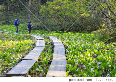 Early summer in Oze: Forests of fresh greenery and skunk cabbage in full bloom, from Hatomachi Pass to Yamanohana 127205559