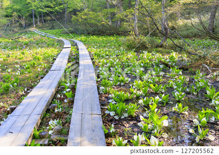 尾瀨初夏:從鳩町嶺到山花,新綠茂密的森林和盛開的臭菘 尾瀨初夏:從鳩町嶺到山花,新綠茂密的森林和盛開的臭菘 127205562