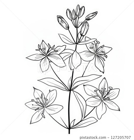St Johns wort flower outline drawing on white background showcasing delicate details of the plant's structure and form St Johns wort flower outline drawing on white background showcasing delicate details of the plant's structure and form 127205707