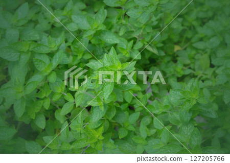 Fresh mint leaves on background. 127205766