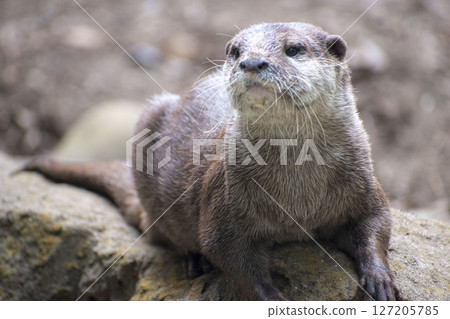 川尾凝視 127205785