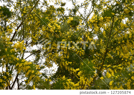 布引香草園的含羞草和櫻花 布引香草園的含羞草和櫻花 127205874