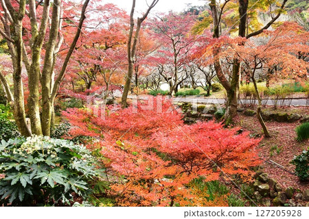 Colorful autumn leaves and walking paths at Atami Plum Garden, Shizuoka Prefecture 127205928